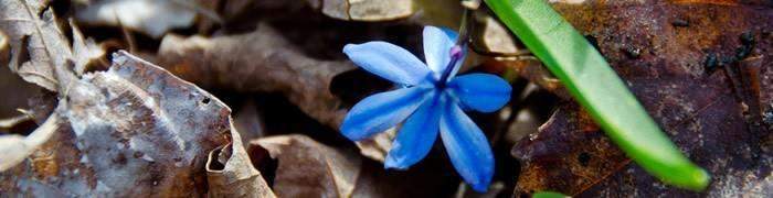 blue-flower.jpg - 22.07 kB